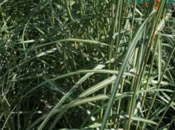 Chinaschilf 'Malepartus' -Angebote Wurzel Zeit Store chinaschilf malepartus m009062 w 0