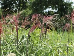 Chinaschilf 'Malepartus' -Angebote Wurzel Zeit Store chinaschilf malepartus m009062 w 10