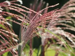 Chinaschilf 'Malepartus' -Angebote Wurzel Zeit Store chinaschilf malepartus m009062 w 11