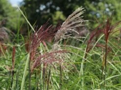 Chinaschilf 'Malepartus' -Angebote Wurzel Zeit Store chinaschilf malepartus m009062 w 12