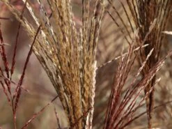 Chinaschilf 'Malepartus' -Angebote Wurzel Zeit Store chinaschilf malepartus m009062 w 13