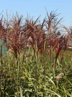 Chinaschilf 'Malepartus' -Angebote Wurzel Zeit Store chinaschilf malepartus m009062 w 3