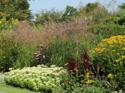 Chinaschilf 'Malepartus' -Angebote Wurzel Zeit Store chinaschilf malepartus m009062 w 4