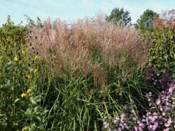 Chinaschilf 'Malepartus' -Angebote Wurzel Zeit Store chinaschilf malepartus m009062 w 5