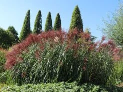 Chinaschilf 'Malepartus' -Angebote Wurzel Zeit Store chinaschilf malepartus m009062 w 6