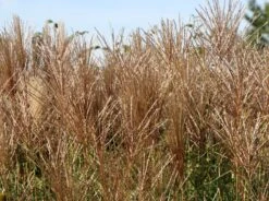 Chinaschilf 'Malepartus' -Angebote Wurzel Zeit Store chinaschilf malepartus m009062 w 7