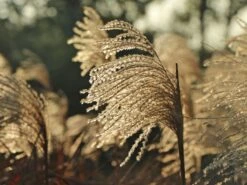 Chinaschilf 'Malepartus' -Angebote Wurzel Zeit Store chinaschilf malepartus m009062 w 8