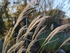 Chinaschilf 'Nippon' 16 Chinaschilf 'Nippon' -Angebote Wurzel Zeit Store chinaschilf nippon m010836 w 0