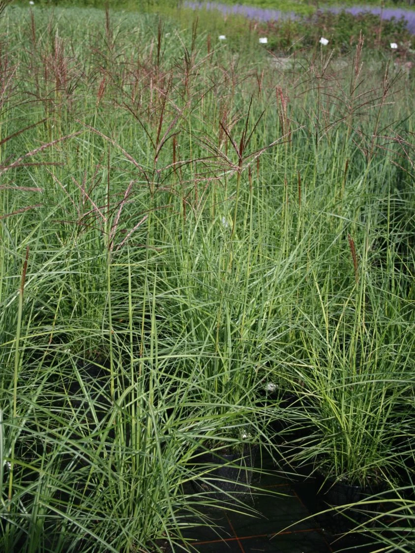 Chinaschilf 'Nippon' 9 Chinaschilf 'Nippon' – Bild 9