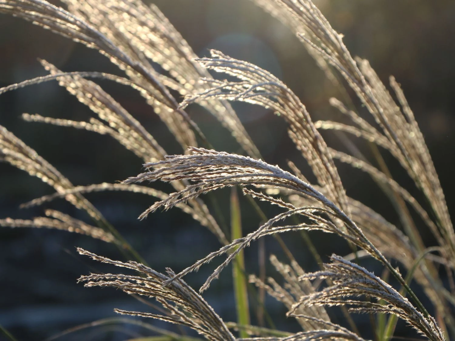 Chinaschilf 'Nippon' 2 Chinaschilf 'Nippon' – Bild 2