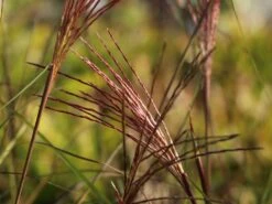 Chinaschilf 'Nippon' 12 Chinaschilf 'Nippon' -Angebote Wurzel Zeit Store chinaschilf nippon m010836 w 3