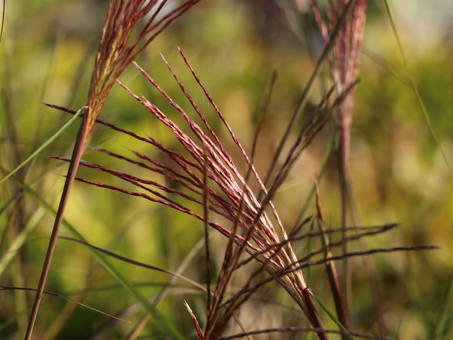 Chinaschilf 'Nippon' 4 Chinaschilf 'Nippon' – Bild 4