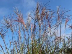 Chinaschilf 'Nippon' 11 Chinaschilf 'Nippon' -Angebote Wurzel Zeit Store chinaschilf nippon m010836 w 4