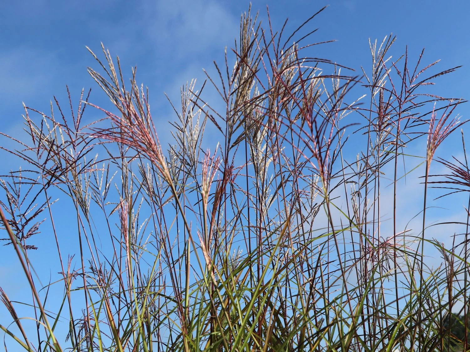 Chinaschilf 'Nippon' 3 Chinaschilf 'Nippon' – Bild 3