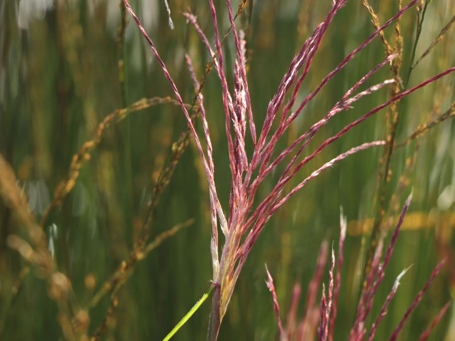 Chinaschilf 'Nippon' 6 Chinaschilf 'Nippon' – Bild 6