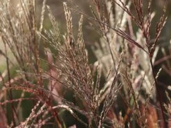 Chinaschilf 'Nippon' 13 Chinaschilf 'Nippon' -Angebote Wurzel Zeit Store chinaschilf nippon m010836 w 6