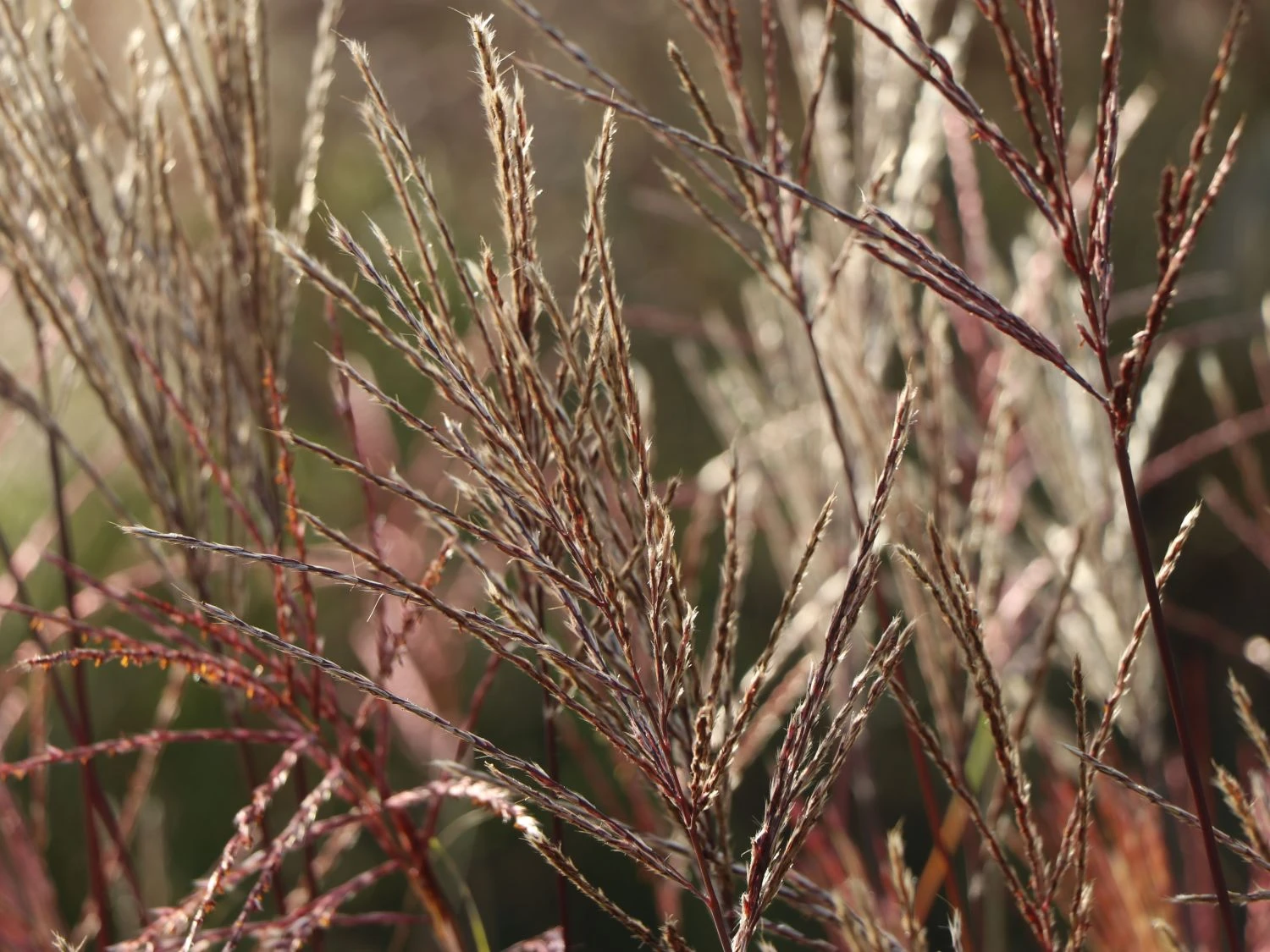 Chinaschilf 'Nippon' 5 Chinaschilf 'Nippon' – Bild 5