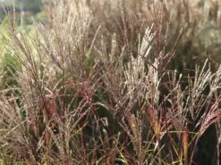 Chinaschilf 'Nippon' 15 Chinaschilf 'Nippon' -Angebote Wurzel Zeit Store chinaschilf nippon m010836 w 7