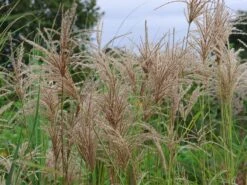 Chinaschilf 'Pink Cloud' -Angebote Wurzel Zeit Store chinaschilf pink cloud m123435 w 0