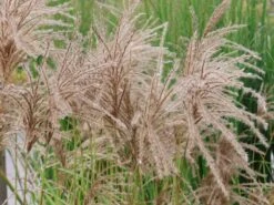 Chinaschilf 'Pink Cloud' -Angebote Wurzel Zeit Store chinaschilf pink cloud m123435 w 1