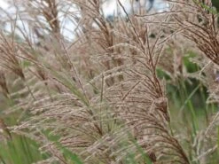 Chinaschilf 'Pink Cloud' -Angebote Wurzel Zeit Store chinaschilf pink cloud m123435 w 2