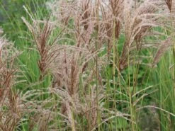 Chinaschilf 'Pink Cloud' -Angebote Wurzel Zeit Store chinaschilf pink cloud m123435 w 3