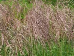 Chinaschilf 'Pink Cloud' -Angebote Wurzel Zeit Store chinaschilf pink cloud m123435 w 5