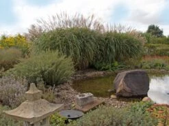 Chinaschilf 'Positano' -Angebote Wurzel Zeit Store chinaschilf positano m059560 w 0