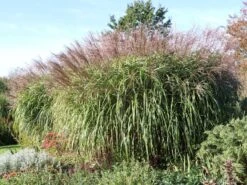 Chinaschilf 'Positano' -Angebote Wurzel Zeit Store chinaschilf positano m059560 w 3