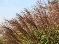 Chinaschilf 'Positano' -Angebote Wurzel Zeit Store chinaschilf positano m059560 w 4