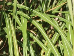 Chinaschilf 'Positano' -Angebote Wurzel Zeit Store chinaschilf positano m059560 w 5