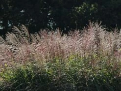 Chinaschilf 'Positano' -Angebote Wurzel Zeit Store chinaschilf positano m059560 w 6