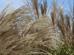 Chinaschilf 'Positano' -Angebote Wurzel Zeit Store chinaschilf positano m059560 w 7