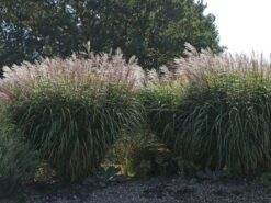 Chinaschilf 'Positano' -Angebote Wurzel Zeit Store chinaschilf positano m059560 w 8