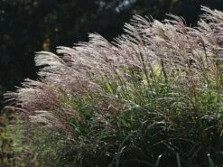 Chinaschilf 'Positano' -Angebote Wurzel Zeit Store chinaschilf positano m059560 w 9