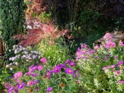 Chinaschilf 'Red Chief' 9 Chinaschilf 'Red Chief' -Angebote Wurzel Zeit Store chinaschilf red chief m103113 551380 0