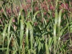 Chinaschilf 'Rosi' -Angebote Wurzel Zeit Store chinaschilf rosi m059564 w 0