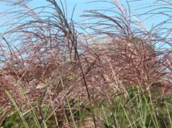 Chinaschilf 'Rosi' -Angebote Wurzel Zeit Store chinaschilf rosi m059564 w 2