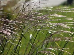 Chinaschilf 'Rosi' -Angebote Wurzel Zeit Store chinaschilf rosi m059564 w 3