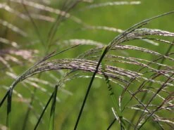 Chinaschilf 'Rosi' -Angebote Wurzel Zeit Store chinaschilf rosi m059564 w 5