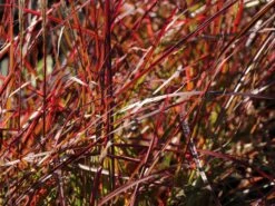 Chinaschilf 'Ruby Cute'