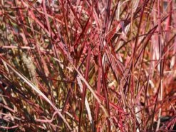 Chinaschilf 'Ruby Cute' 10 Chinaschilf 'Ruby Cute' -Angebote Wurzel Zeit Store chinaschilf ruby cute m117918 w 0