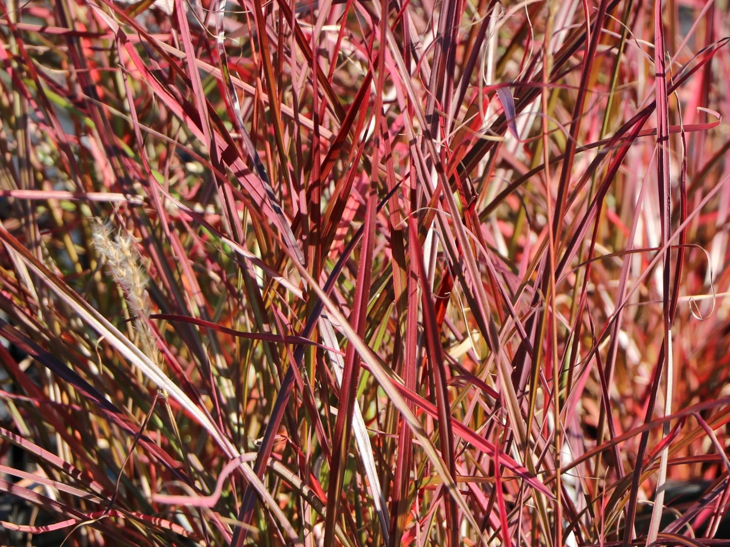 Chinaschilf 'Ruby Cute' 3 Chinaschilf 'Ruby Cute' – Bild 3