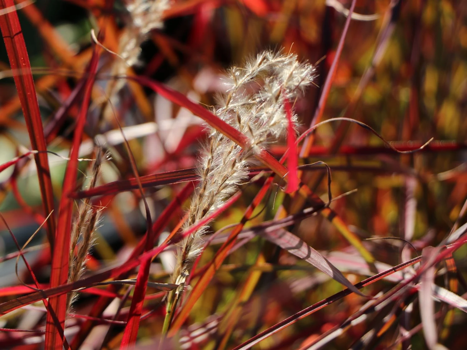 Chinaschilf 'Ruby Cute' 2 Chinaschilf 'Ruby Cute' – Bild 2