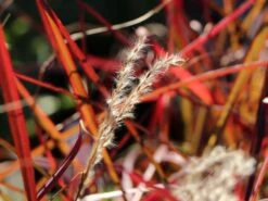 Chinaschilf 'Ruby Cute' 13 Chinaschilf 'Ruby Cute' -Angebote Wurzel Zeit Store chinaschilf ruby cute m117918 w 2