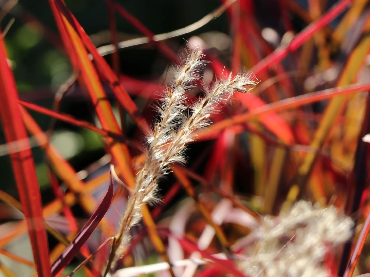 Chinaschilf 'Ruby Cute' 6 Chinaschilf 'Ruby Cute' – Bild 6