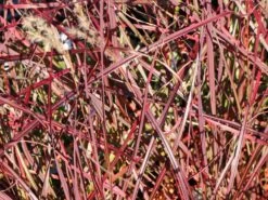 Chinaschilf 'Ruby Cute' 11 Chinaschilf 'Ruby Cute' -Angebote Wurzel Zeit Store chinaschilf ruby cute m117918 w 3