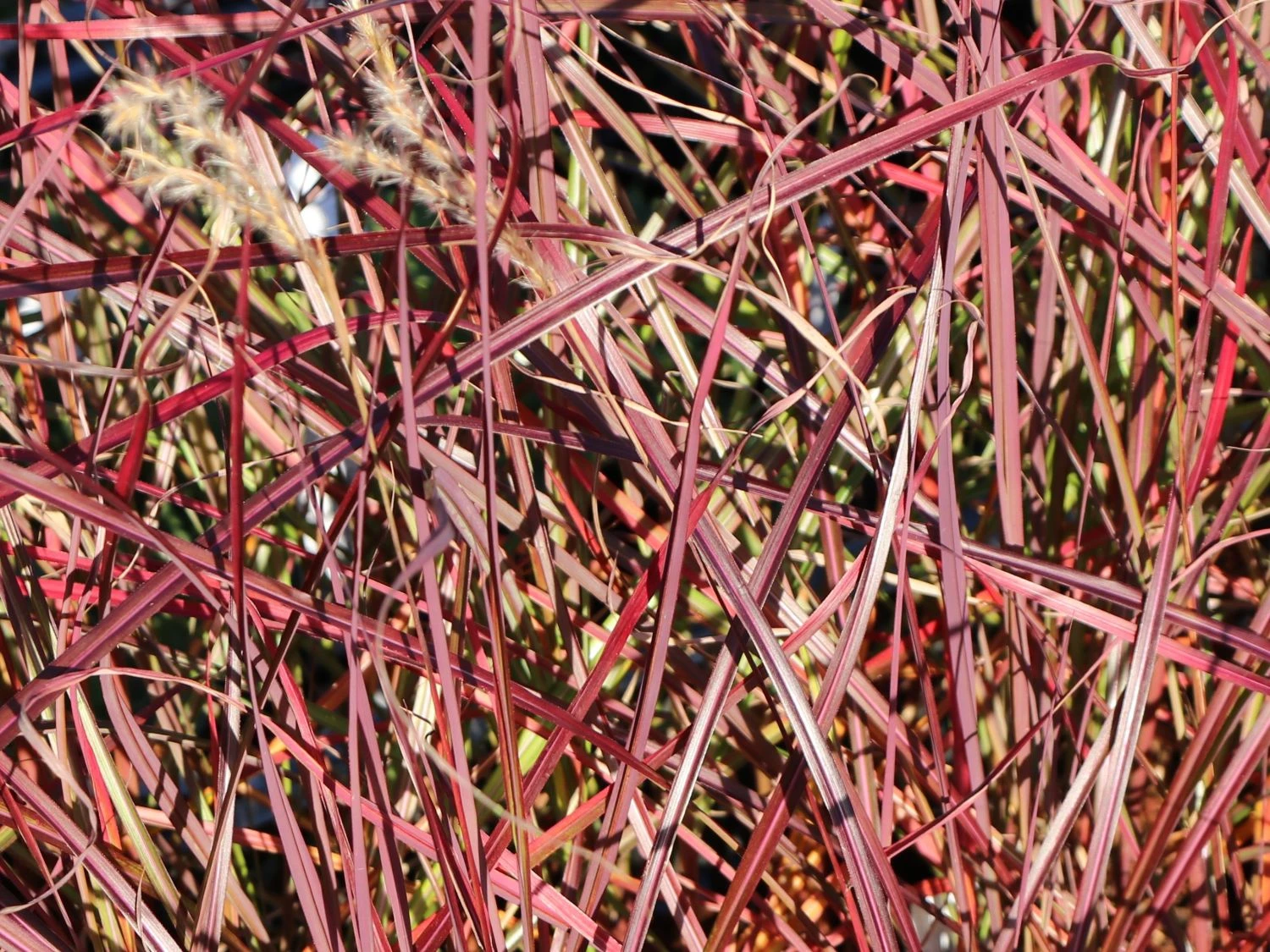 Chinaschilf 'Ruby Cute' 4 Chinaschilf 'Ruby Cute' – Bild 4