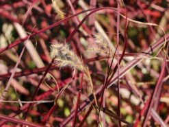 Chinaschilf 'Ruby Cute' 12 Chinaschilf 'Ruby Cute' -Angebote Wurzel Zeit Store chinaschilf ruby cute m117918 w 4