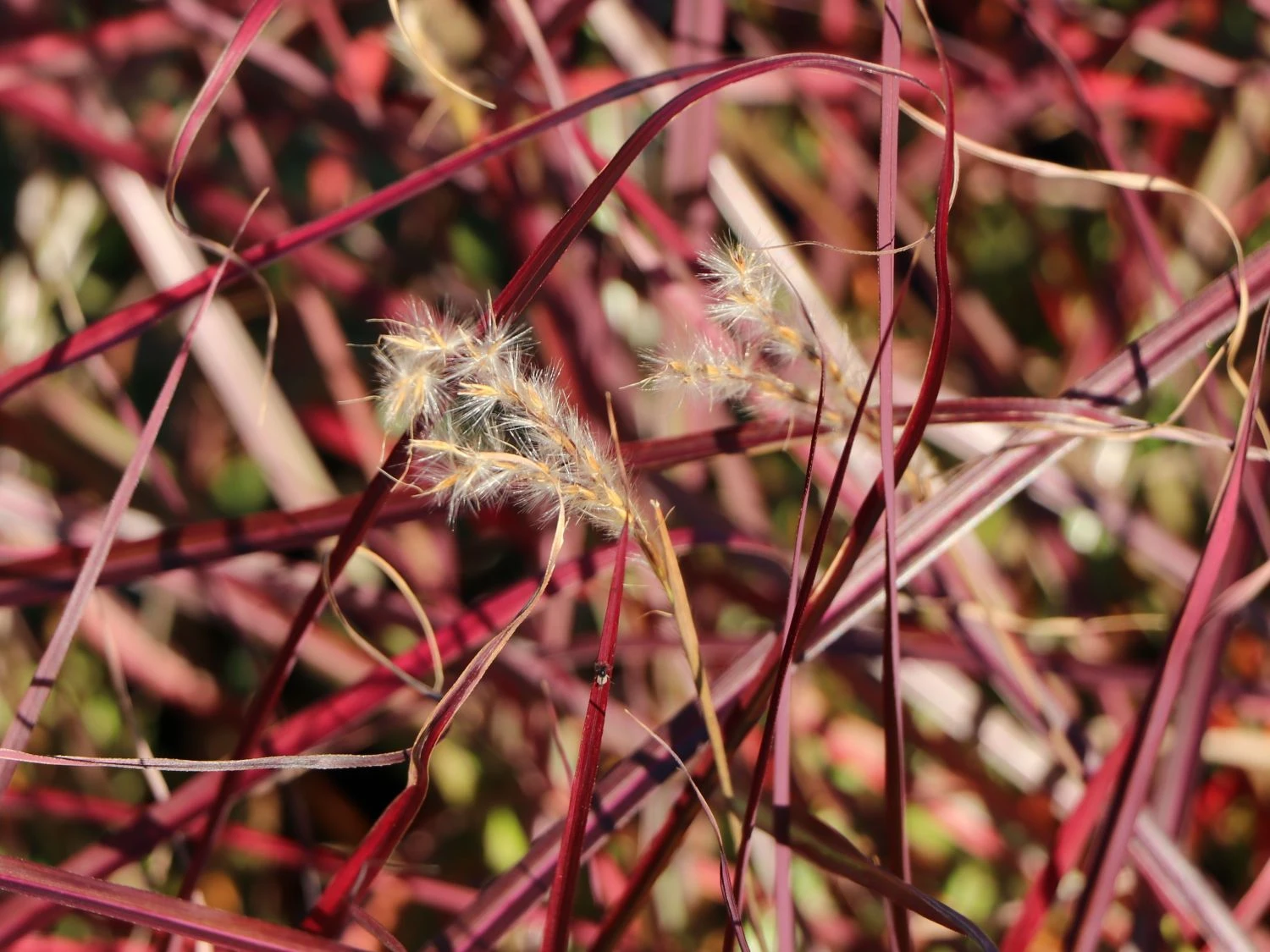 Chinaschilf 'Ruby Cute' 5 Chinaschilf 'Ruby Cute' – Bild 5